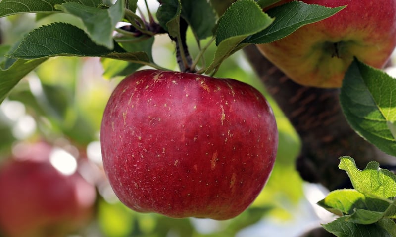 Variety of fruits